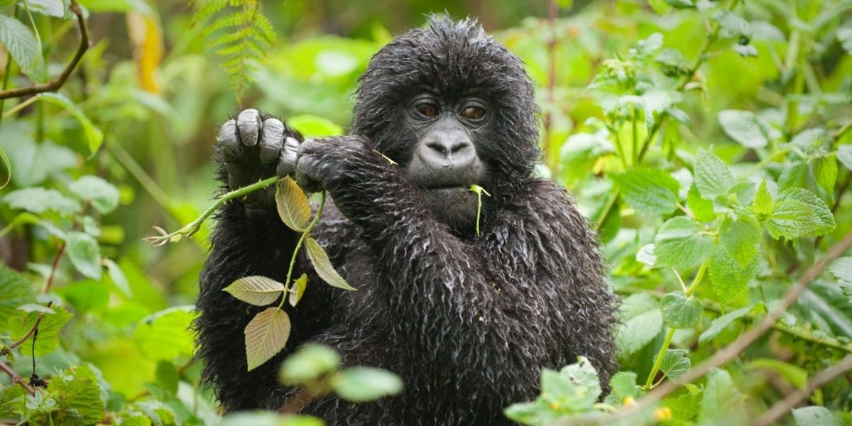 Gorilla Forest Camp, Bwindi Impenetrable Forest, Uganda