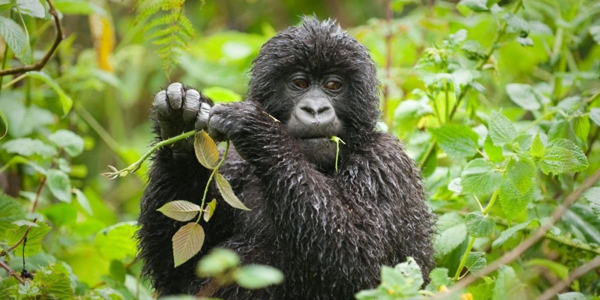 A rain-soaked gorilla feeds in the jungles by Clouds Mountain Gorilla Lodge, Bwindi Impenetrable Forest, Uganda